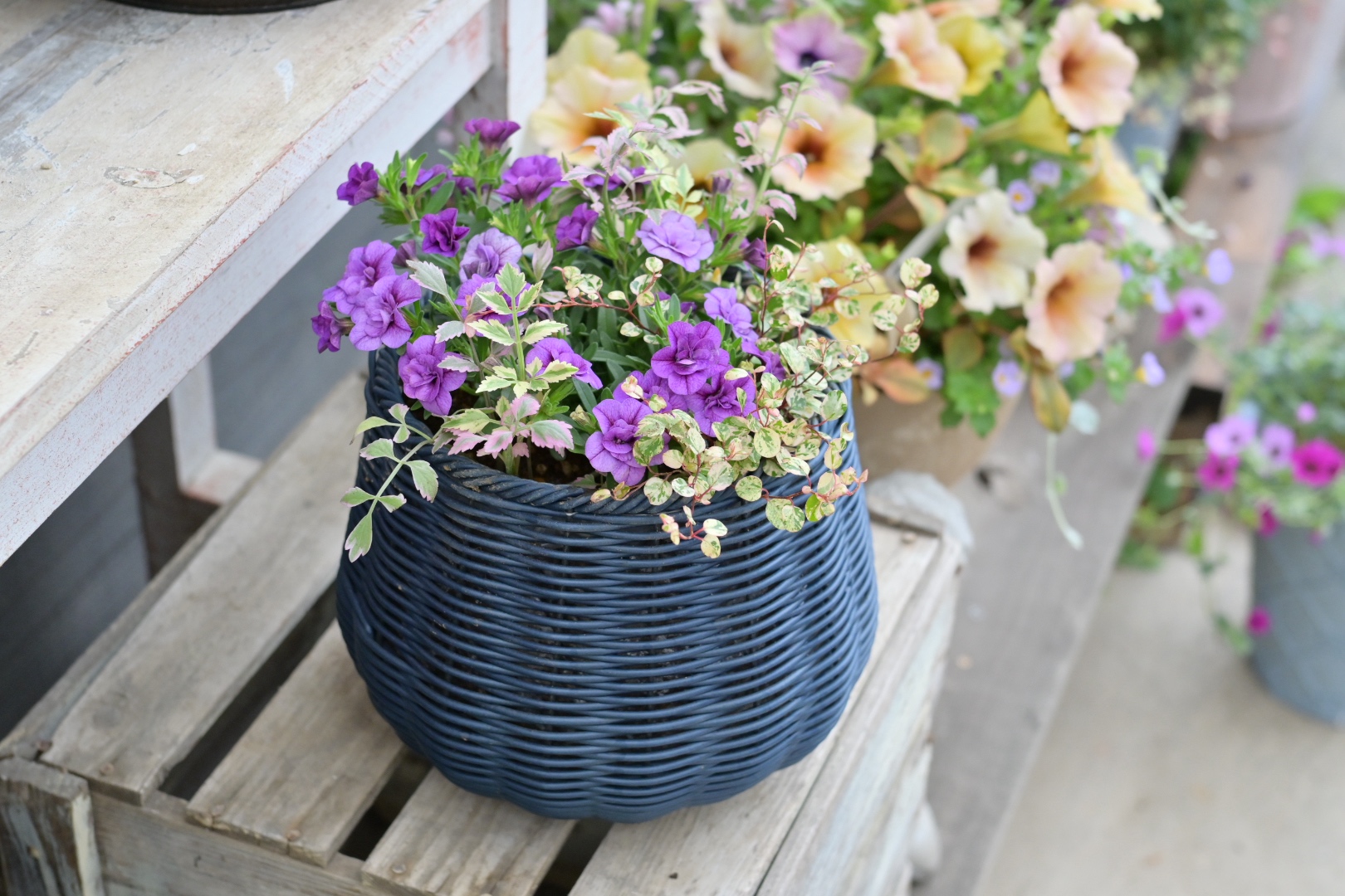 会員だけの特典サービス